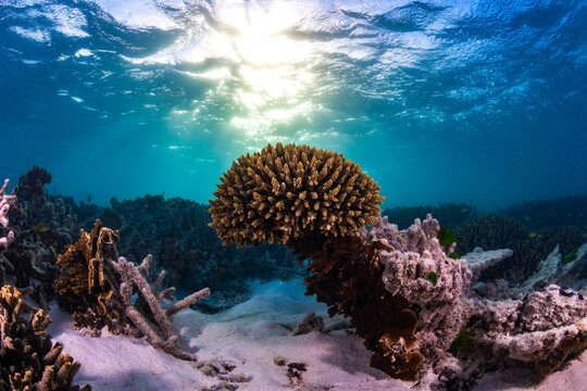 Coral colonies grow in shallow sunlit water at Heron Island on the Great Barrier Reef, Queensland, Australia.