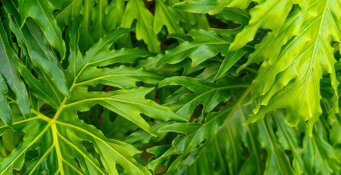 Lush green tropical philodendron leaves creating a natural pattern