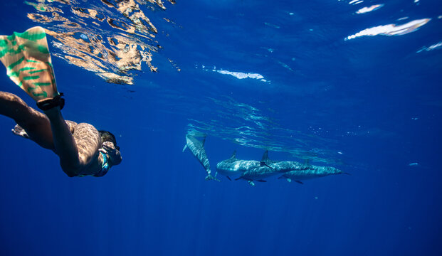 Woman Snorkeling Underwater Watching Pod of Dolphins Swim Near Surface