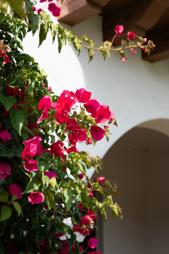 low angle shot looking up at pink bougainvillea in front of white wall next to arch and tiled roof. spanish style architecture