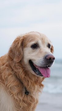 Golden Retriever On Sandy Coastline Against Sea In The Background, Vertical Video