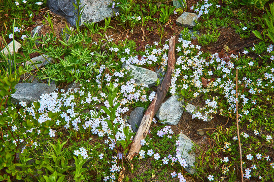 Wildflowers and Rocks in Alpine Meadow with Stick and Lush Green Foliage