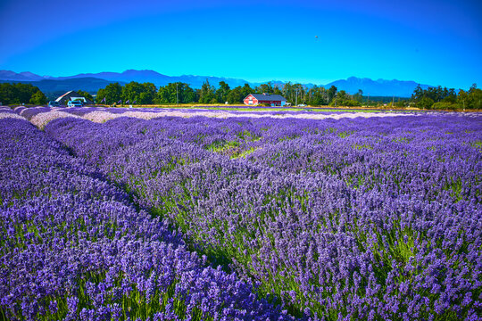 Lavender Farm with Blooming Purple Flowers and Red Barn in Sequim Washington
