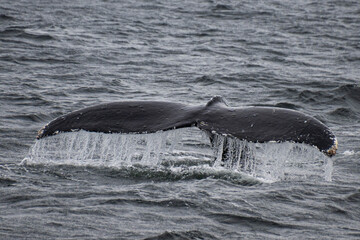 whale tail © Riley