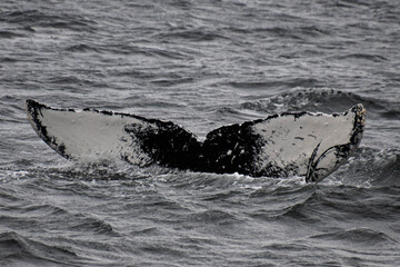 humpback whale tail © Riley