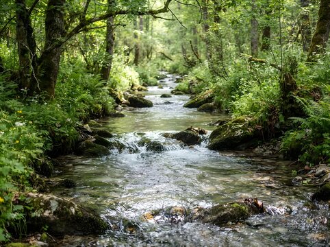 Fresh Water Stream Flowing Through Lush Green Forest Wilderness