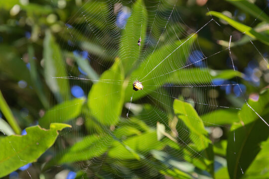 Spiny orb-weaver spider (Gasteracantha / Micrathena) on sunlit orb web. Focus on macro photography, arachnology, and biodiversity.