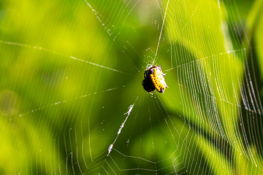 Spiny orb-weaver spider (Gasteracantha / Micrathena) on sunlit orb web. Focus on macro photography, arachnology, and biodiversity.