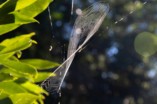 Spiny orb-weaver spider (Gasteracantha / Micrathena) on sunlit orb web. Focus on macro photography, arachnology, and biodiversity.