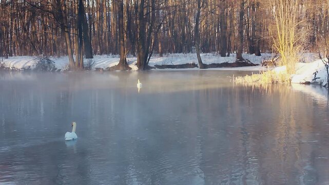 Pair wild swans swimming misty winter river. Snowy forest sunrise reflection.