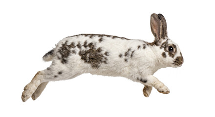 A side view of a spotted rabbit jumping in mid-air against a clean white studio background © Ophelia