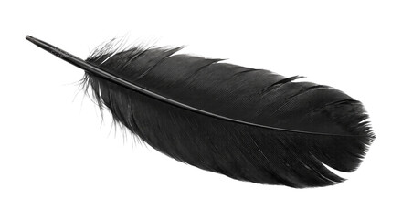 Single black bird feather isolated on a clean white background for creative design projects © Ophelia