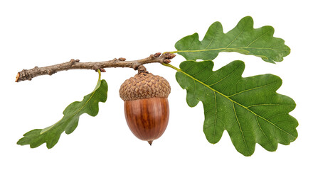 Single brown acorn hanging from an oak tree branch with vibrant green leaves on white background © Ophelia
