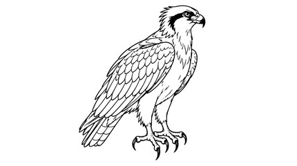 Fototapeta premium Detailed line art illustration of a perched osprey with hooked beak dark head stripe layered wing feathers and curved talons drawn with thin intricate lines in side view conveying fierce raptor stance
