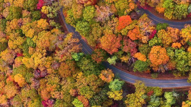 Car driving through colorful autumn scenery in mountain region. Winding forest road surrounded by golden leaves and cool air.