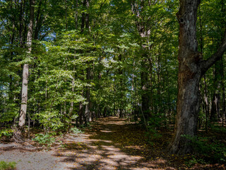 Fototapeta premium Natural walking path through a mature deciduous forest with large trees and patches of sunlight and shade