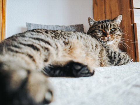 Tabby Cat Resting on a Bed.A relaxed cat is chilling on the sofa. A fluffy tabby cat in a home setting. 