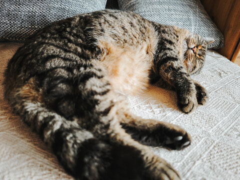 A relaxed cat is chilling on the sofa.atmosphere of coziness, calm, and safety for the animal. A pet in a cozy setting.The daily life of a house cat. A fluffy tabby cat in a home setting.