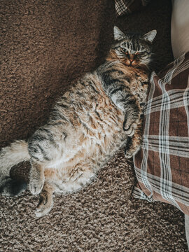  relaxed cat is chilling on the sofa.calm, and safety for the animal.pet in a cozy setting.The daily life of a house cat. A fluffy tabby cat in a home setting