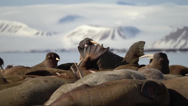 Video Walruses (Odobenus rosmarus) Svalbard, Norwegian Arctic, Norway