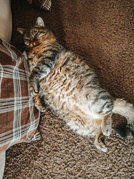 Cat Resting on a Bed A relaxed cat is chilling on the sofa.calm, and safety for the animal.pet in a cozy setting.The daily life of a house cat. A fluffy tabby cat in a home setting