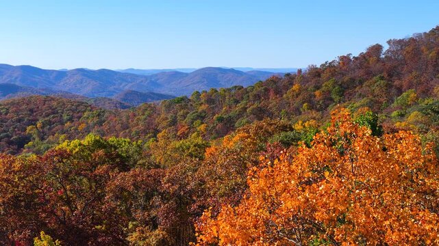 Colorful autumn forest covering rolling mountain hills. Dense woodland filled with vibrant yellow, orange and crimson foliage creates breathtaking landscape.