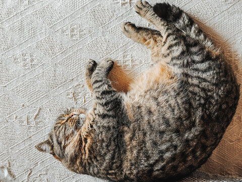 Tabby Cat Sleeping on a Textured Fabric A relaxed cat is chilling on the sofa. An atmosphere of coziness, calm, and safety for the animal. A pet in a cozy setting