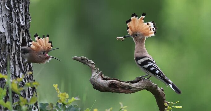 Hoopoe (Upupa epops) Bird of the Year 2022, male with food for the almost fledged young bird, begging for food, foraging, erected bonnet, breeding den, sunrise, interaction, flying, approaching, wing
