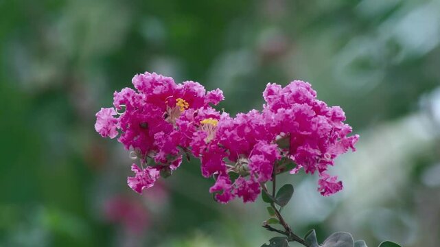 Lagerstroemia indica crape myrtle flowers