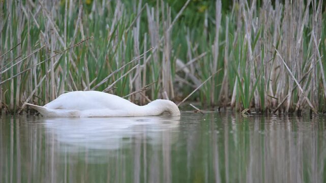 Mute Swan, Cygnus olor on lake at spring time