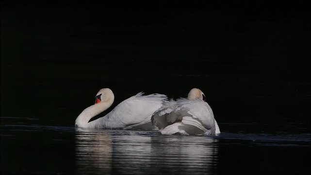 Courting Mute Swans (Cygnus olor), Hesse, Germany