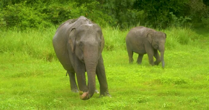 Elephant (Elephas maximus maximus) herd in Minneriya National Park, Sri Lanka