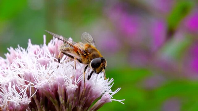 Drone Fly (Eristalis nemorum) on flower