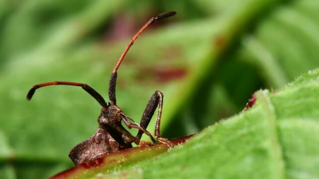 Dock Leaf Bug, Dock Bug (Coreus marginatus), courtship and copulation time