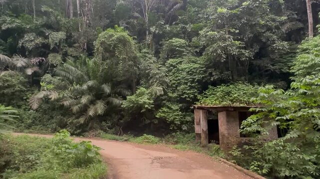 Driving on a track through rainforest, tropical rainforest in the Amani Nature Forest Reserve, Eastern Usambara Mountains, Tanga, Tanzania