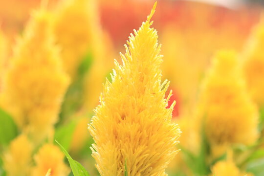 yellow celosias