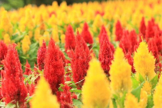 red and yellow celosias