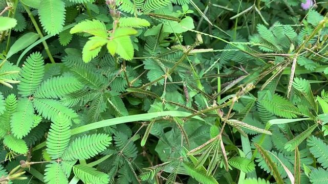 Touch-Sensitive Mimosa Pudica Leaves Closing Upon Contact Close-Up