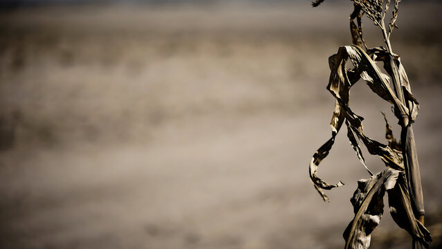 Dead dry corn stalk standing in barren drought-stricken agricultural land field