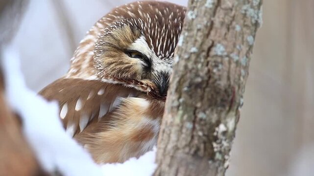 Northern Saw-whet Owl (Aegolius acadicus), Owl perched on a snow-covered tree and watching, Close-up, Central Quebec region, Province of Quebec, Canada