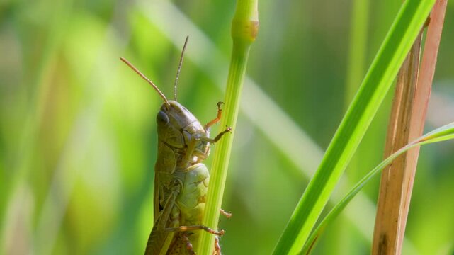 Meadow Grasshopper (Chorthippus parallelus), Grasshopper, Devon, England, United Kingdom