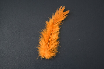 Single orange feather on dark background with copy space © Yukari S