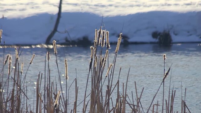 Bulrush reeds swaying winter river bank. Snowy shoreline sparkling water sunset.