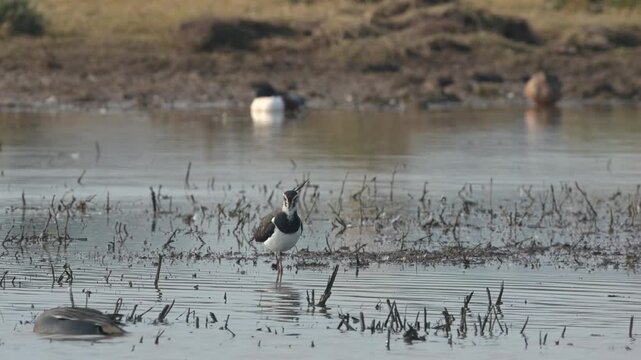 Northern Lapwing, Vanellus vanellus, birds on marshes at winter