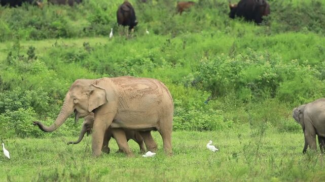 Indian elephant mother with young (Elephas maximus indicus) at play, Kui Buri National Park, Prachuap Khiri Khan Province, Thailand