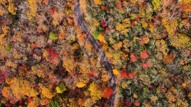 Empty scenic road winding through the Appalachian Mountains in North Carolina during peak autumn. Brilliant red, orange and golden forest surrounds the peaceful landscape.