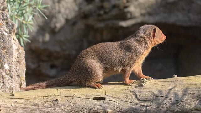 Dwarf mongoose (Helogale parvula), adult, alert, Waiting, South Africa