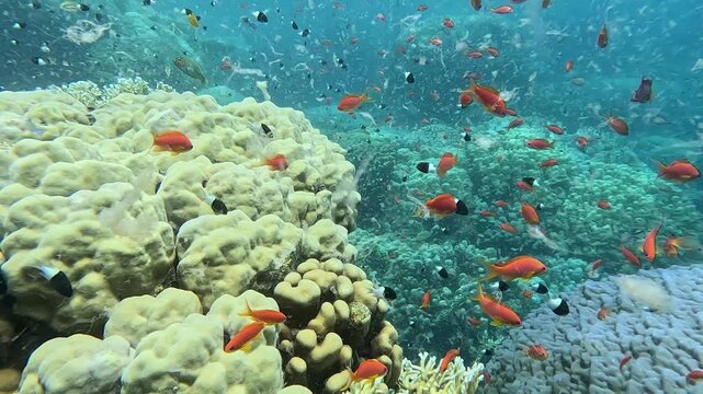 Algae bloom (HAB hazardous algal bloom) at Mangrove Bay house reef, El Quesier, Egypt