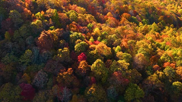 Fall season in Appalachian mountains with dense forest canopies at sunset. Colorful woodland landscape in autumn.