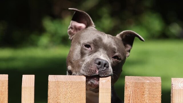 American Staffordshire Terrier looks over a garden fence
